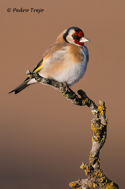 Jilguero (Carduelis carduelis)